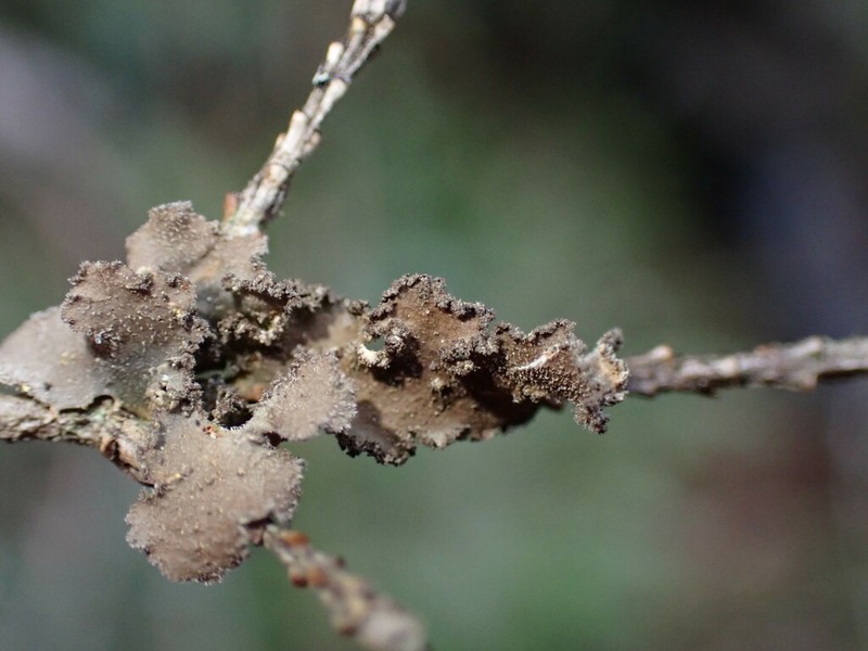 Pseudocyphellaria mallota photo 6
