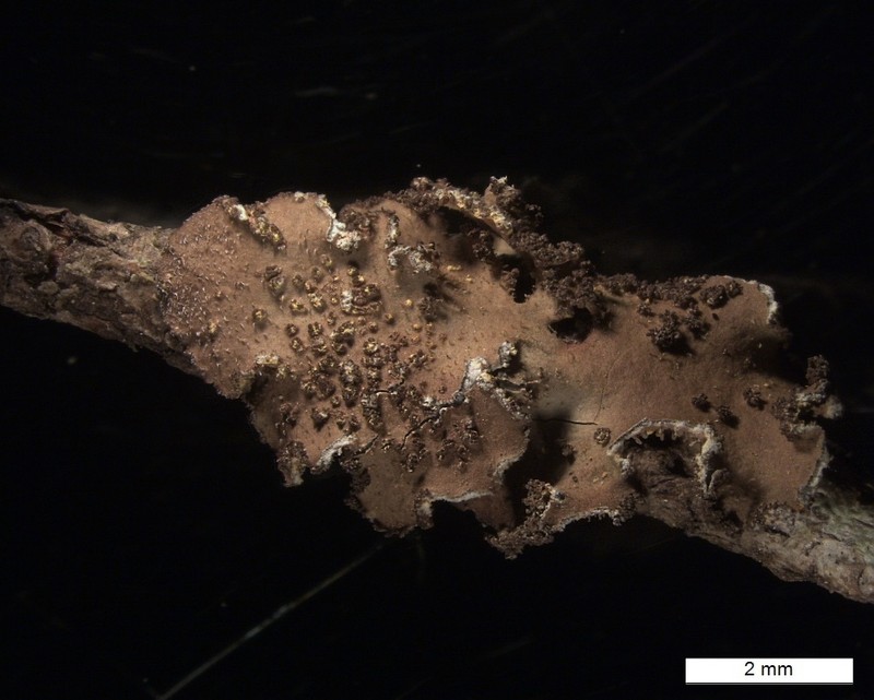 Pseudocyphellaria mallota photo 8