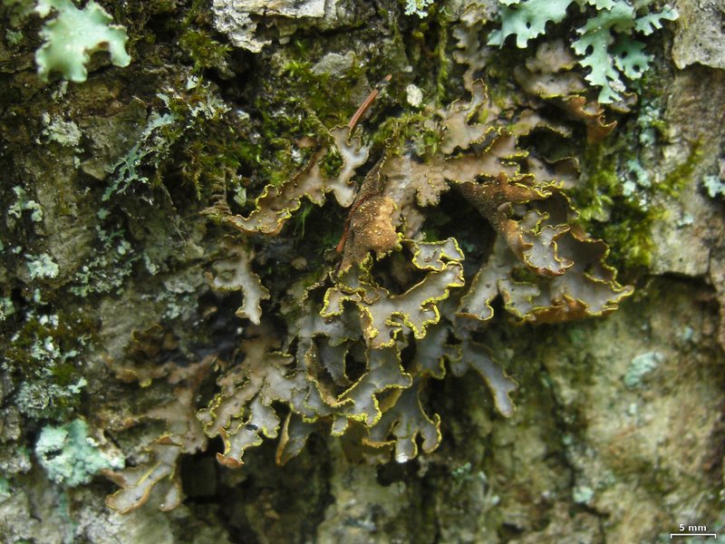 Pseudocyphellaria perpetua