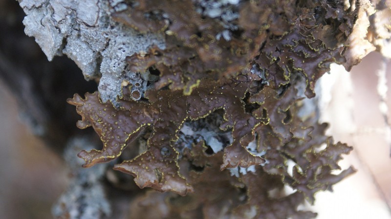 Pseudocyphellaria perpetua photo 2