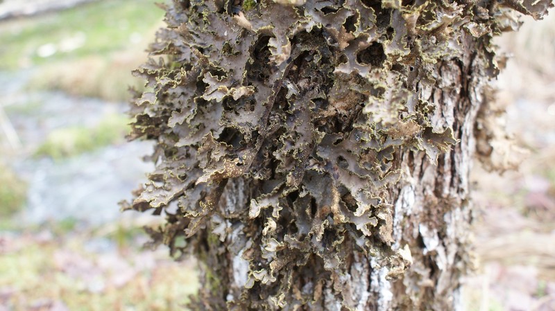 Pseudocyphellaria perpetua photo 3