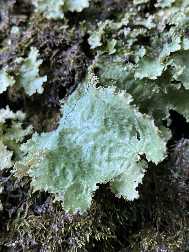 Rainier Pseudocyphellaria Lichen