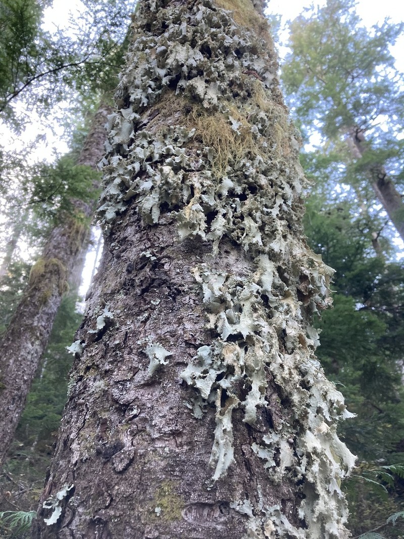 Rainier Pseudocyphellaria Lichen photo 2
