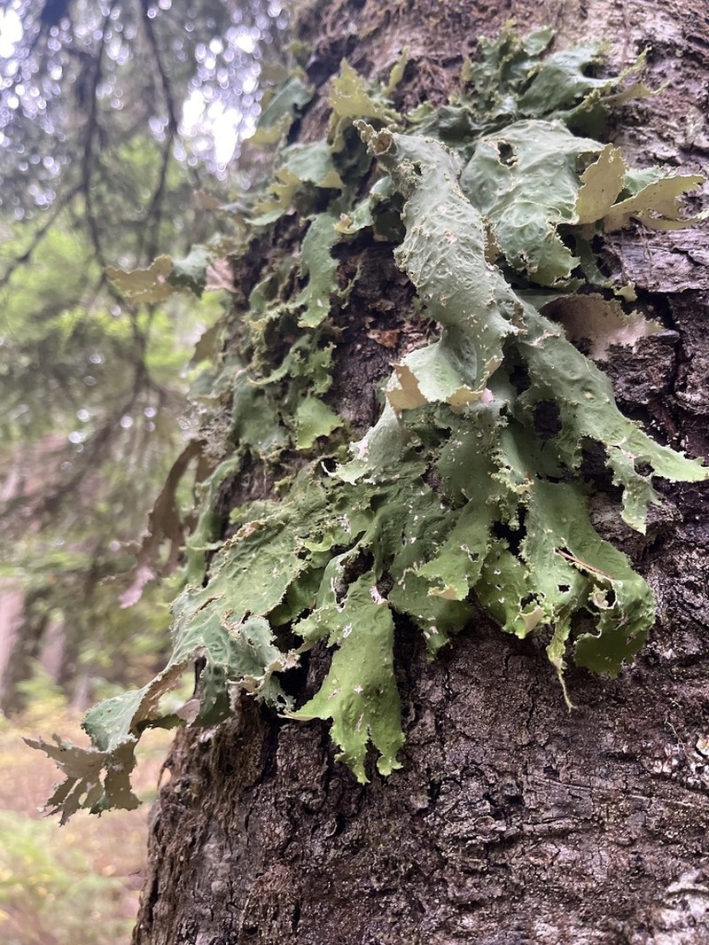 Rainier Pseudocyphellaria Lichen photo 3