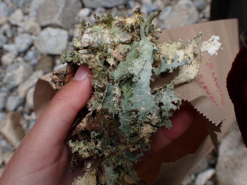 Rainier Pseudocyphellaria Lichen photo 4