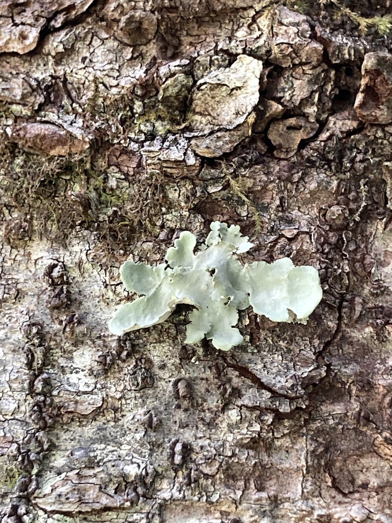 Rainier Pseudocyphellaria Lichen photo 5