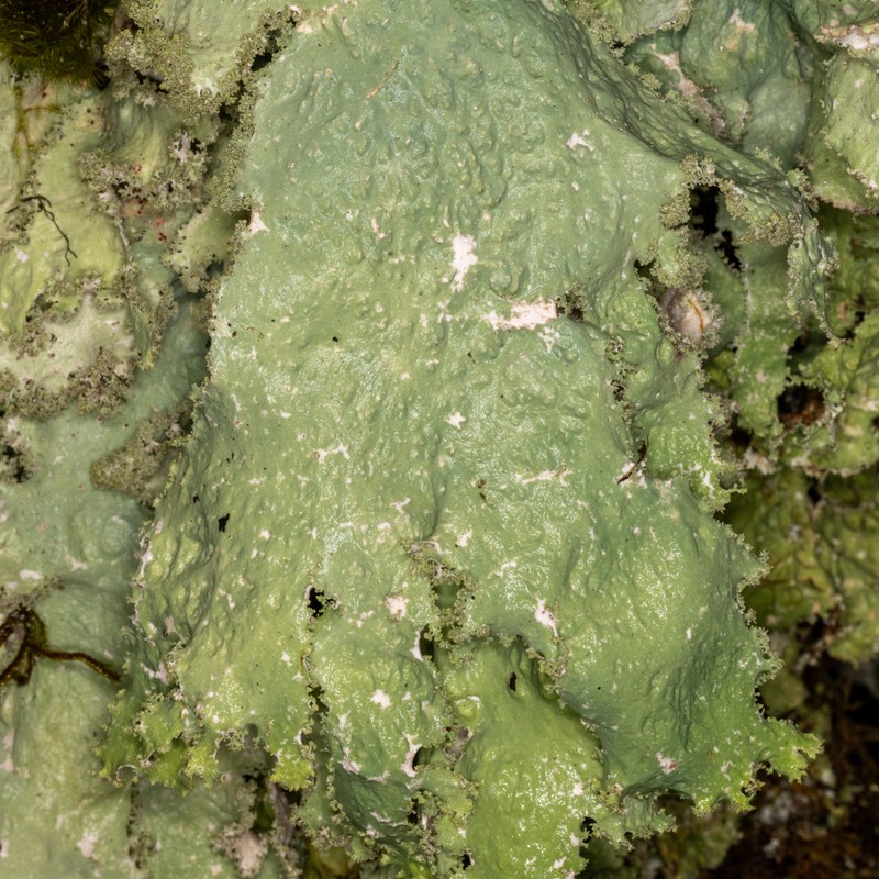 Rainier Pseudocyphellaria Lichen photo 6