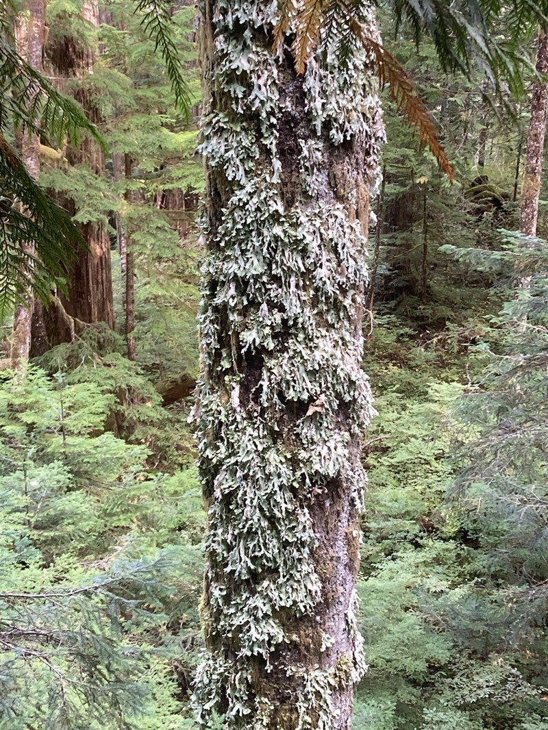 Rainier Pseudocyphellaria Lichen photo 7