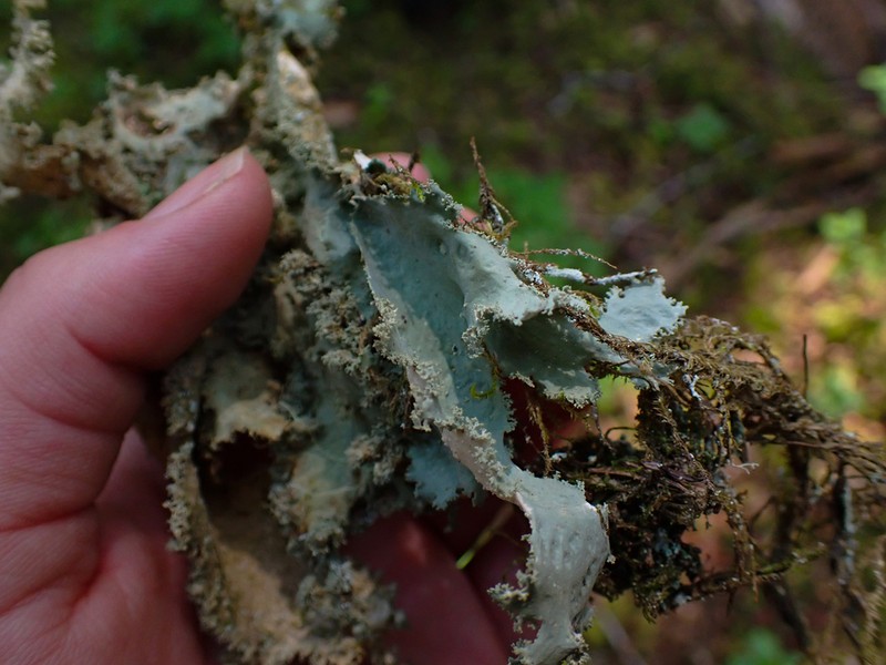 Rainier Pseudocyphellaria Lichen photo 8