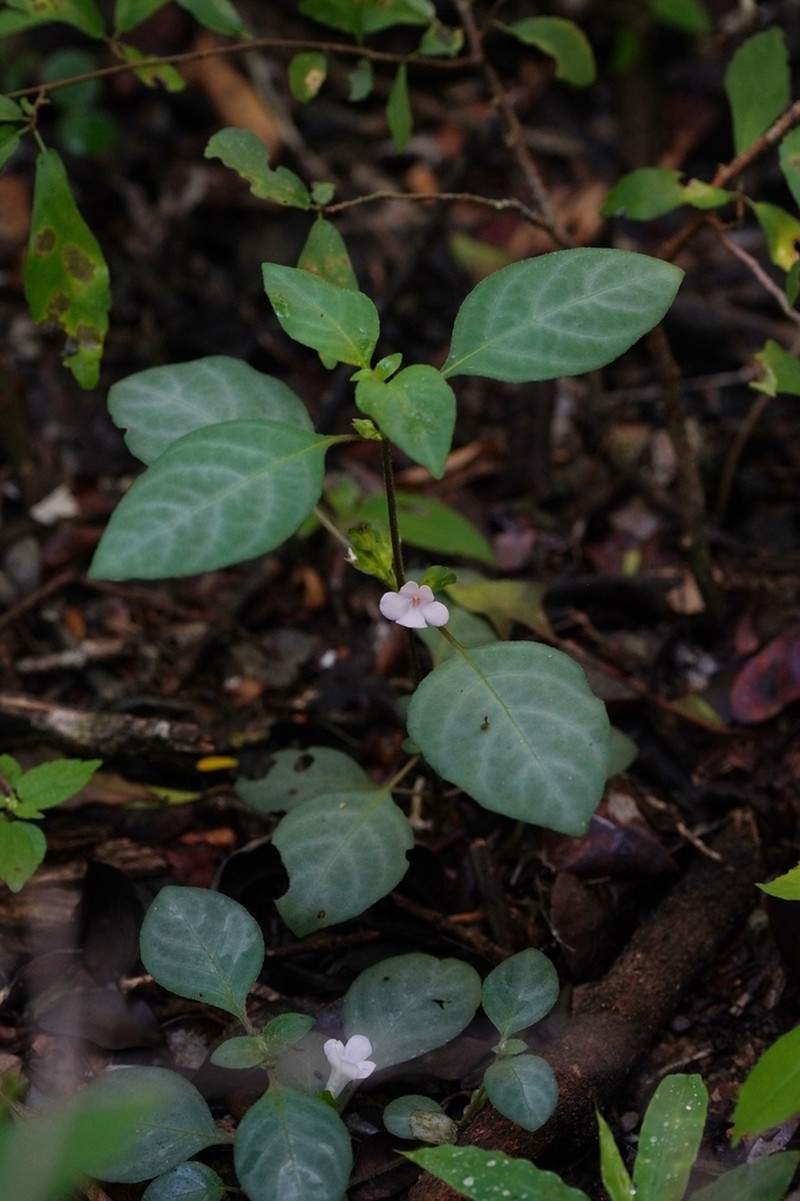 Pseudodicliptera humilis
