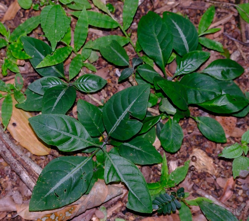 Pseudodicliptera humilis photo 2