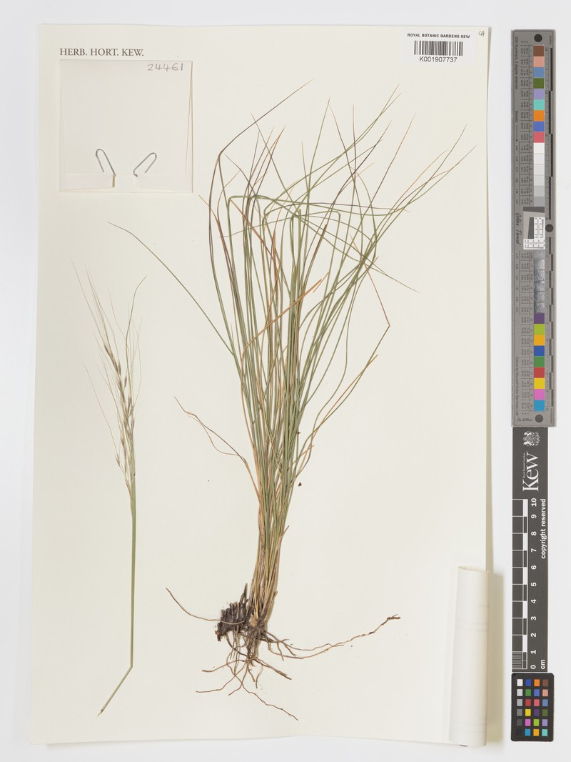 Pseudoeriocoma acuta