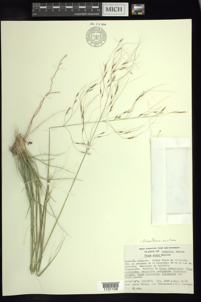 Pseudoeriocoma acuta photo 2