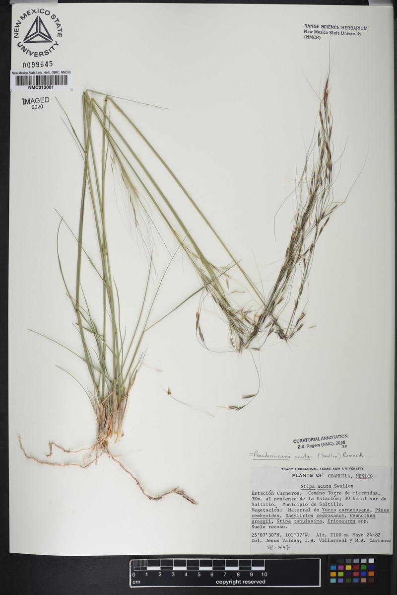 Pseudoeriocoma acuta photo 3