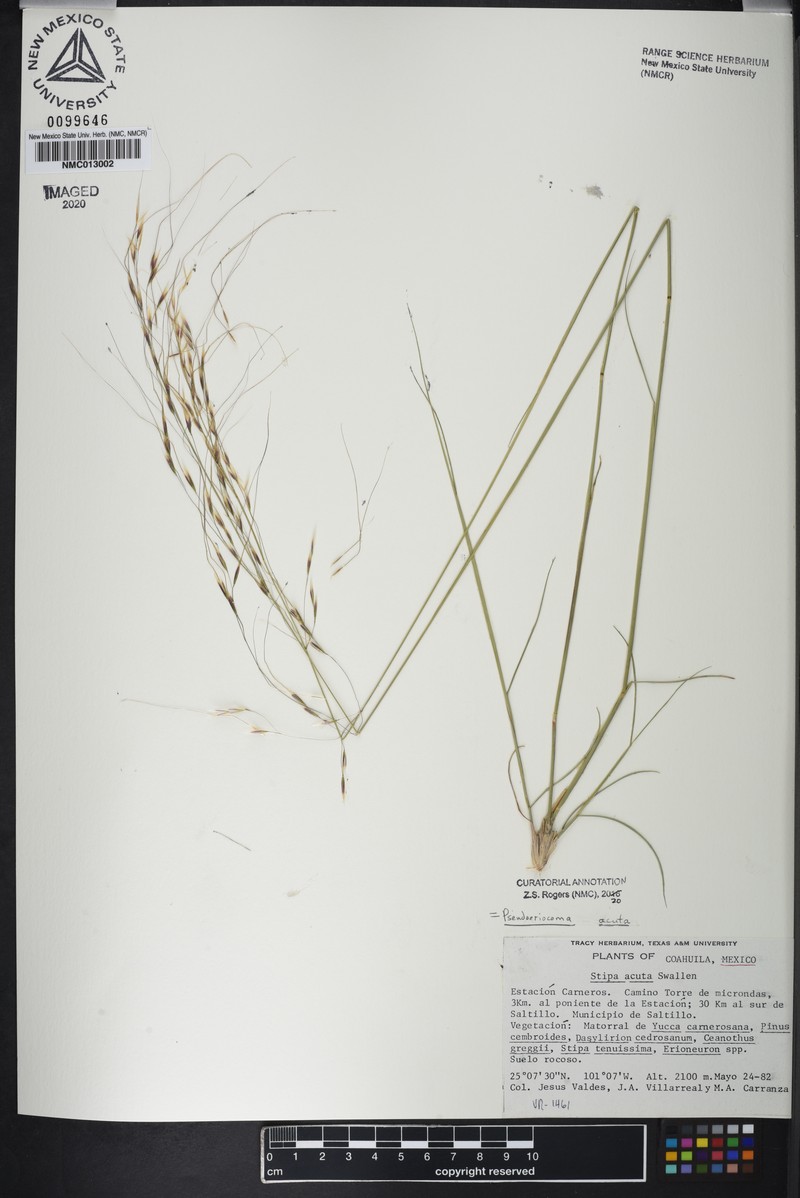 Pseudoeriocoma acuta photo 4