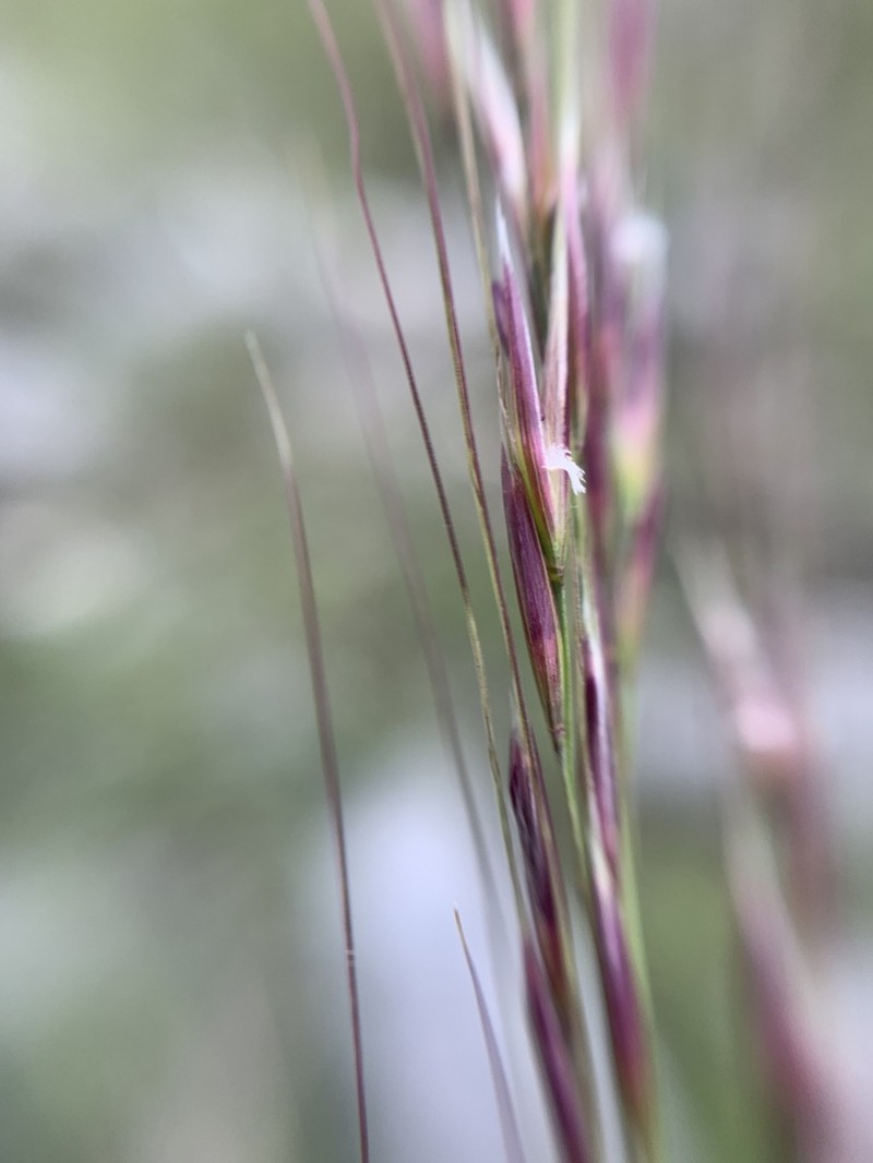 Pseudoeriocoma constricta