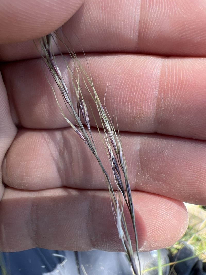 Pseudoeriocoma constricta photo 2