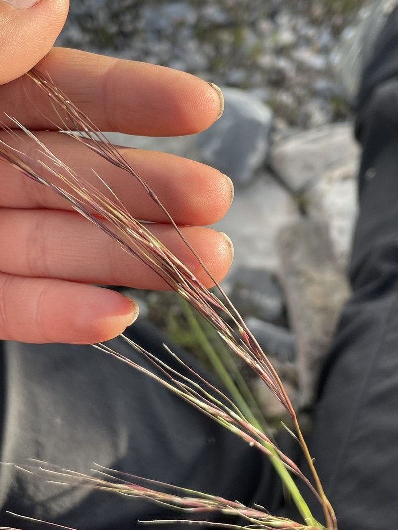 Pseudoeriocoma constricta photo 3