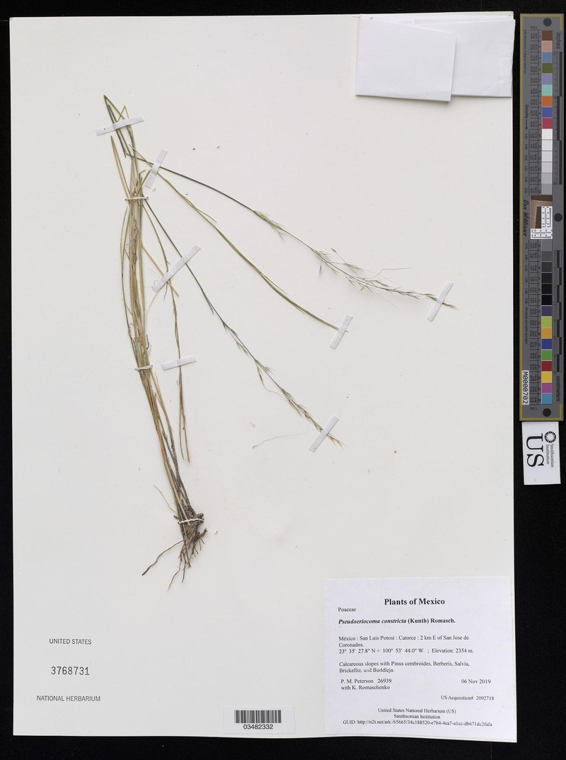 Pseudoeriocoma constricta photo 4