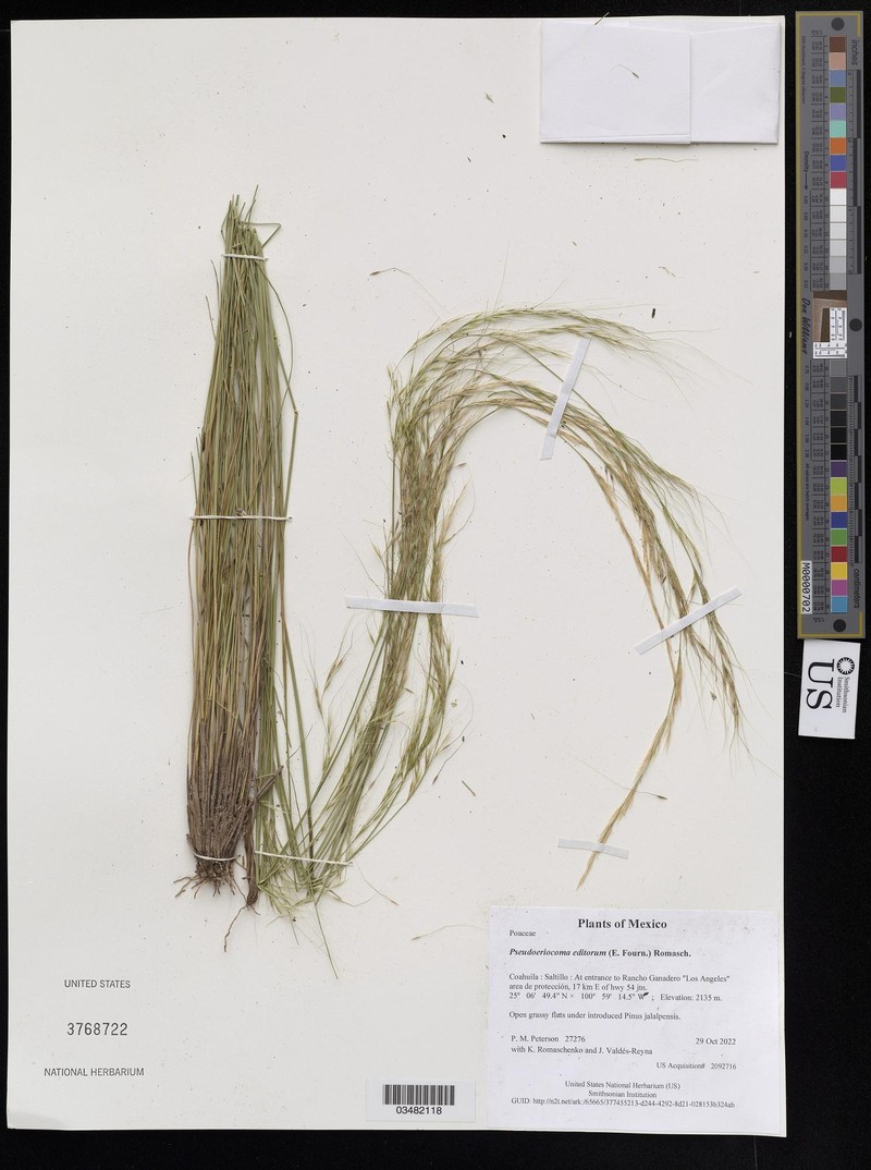 Pseudoeriocoma editorum photo 3