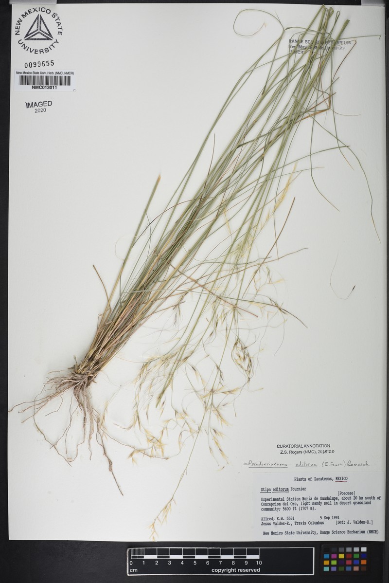 Pseudoeriocoma editorum photo 4