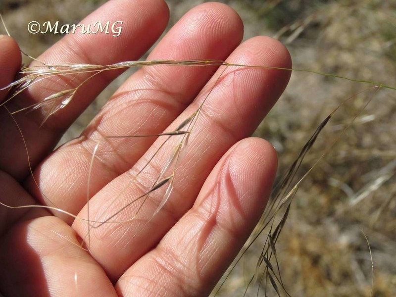 Southwestern Needlegrass