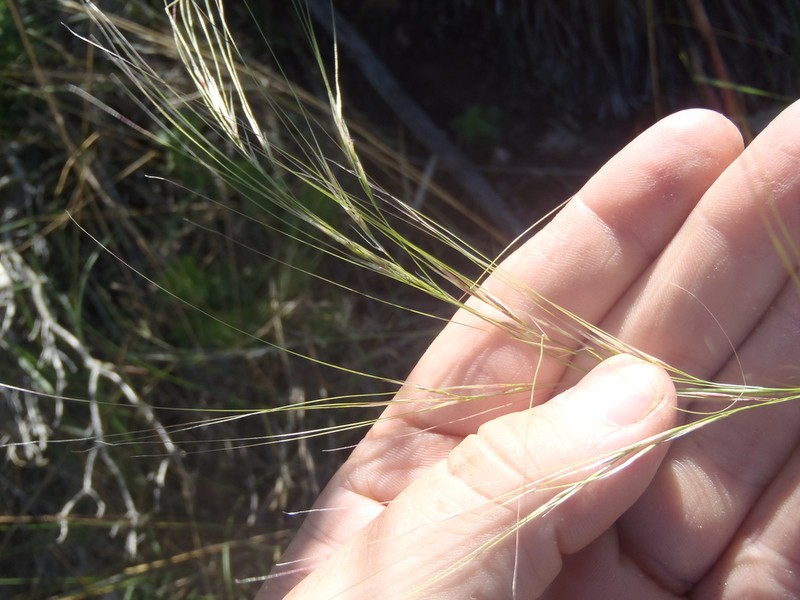 Southwestern Needlegrass photo 2