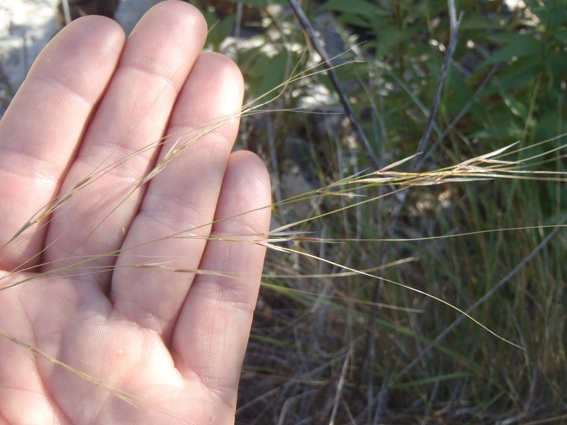 Southwestern Needlegrass photo 3