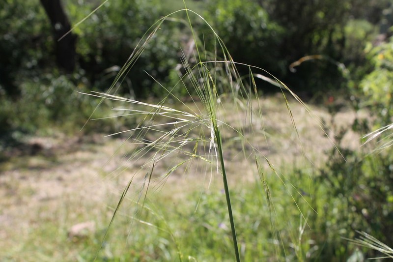 Southwestern Needlegrass photo 4