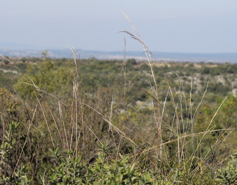 Southwestern Needlegrass photo 6