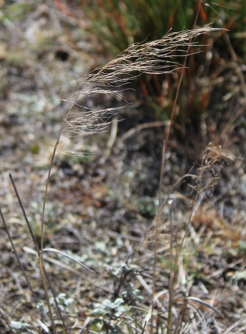 Southwestern Needlegrass photo 7