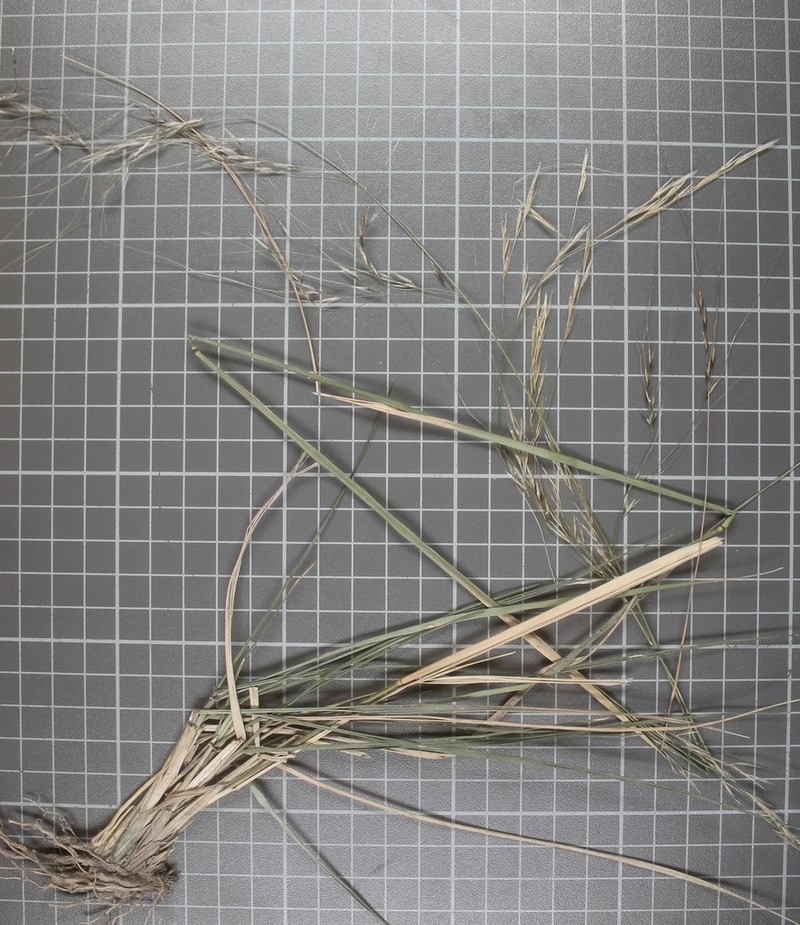 Southwestern Needlegrass photo 8