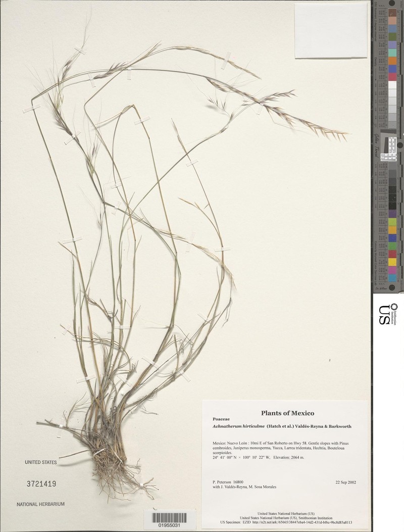 Pseudoeriocoma hirticulmis