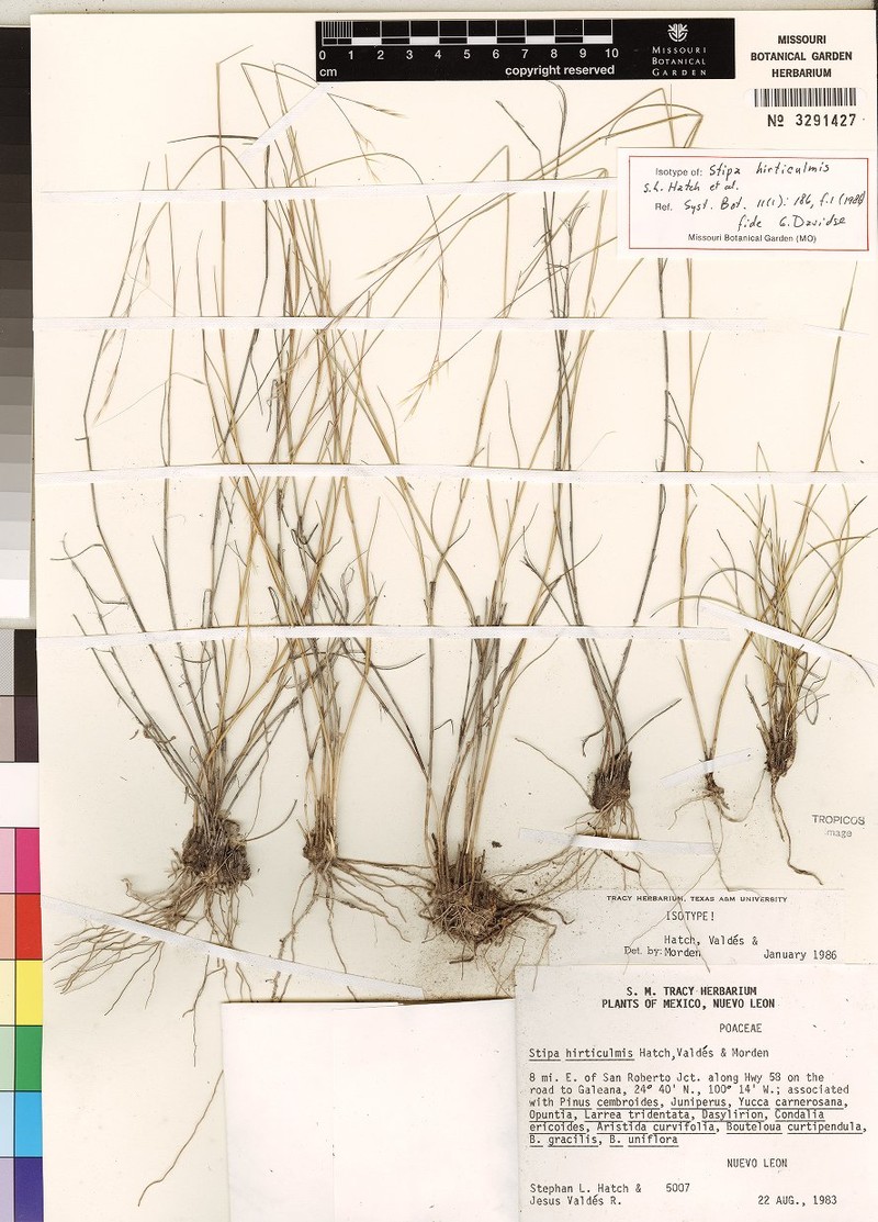 Pseudoeriocoma hirticulmis photo 2