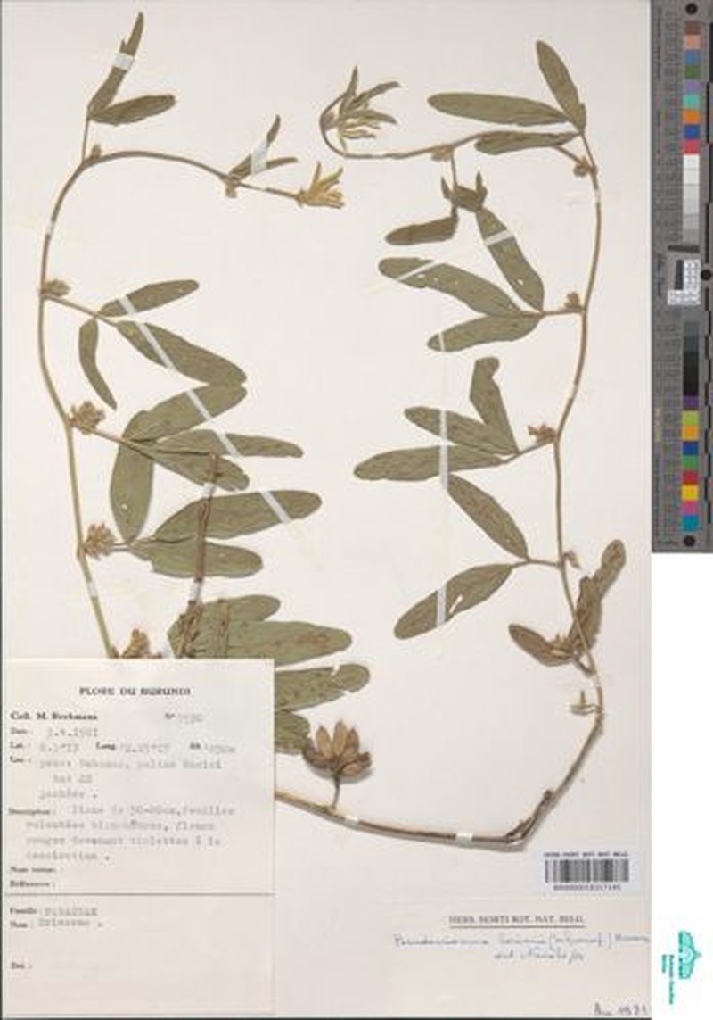 Pseudoeriosema borianii subsp. borianii