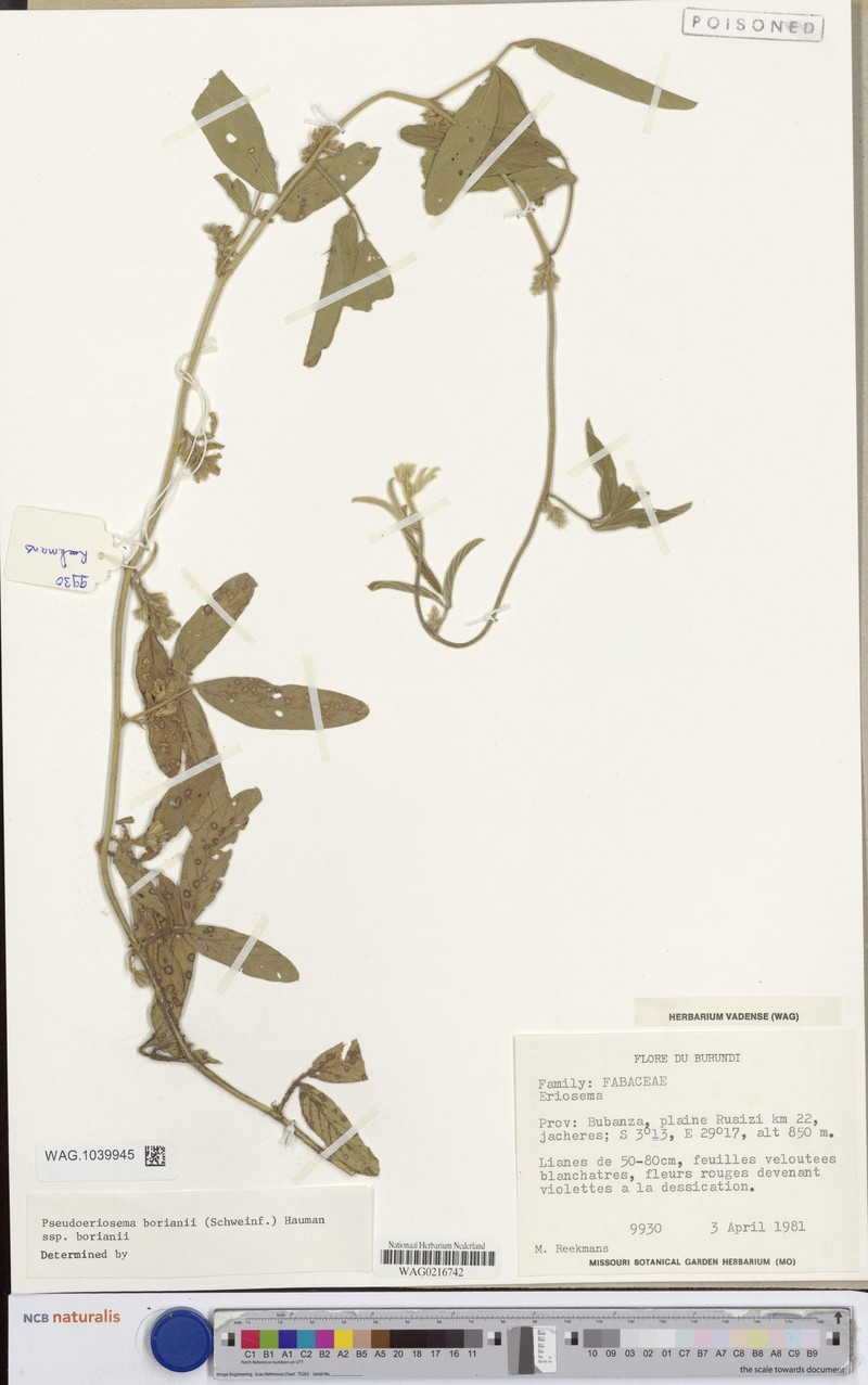 Pseudoeriosema borianii subsp. borianii photo 2