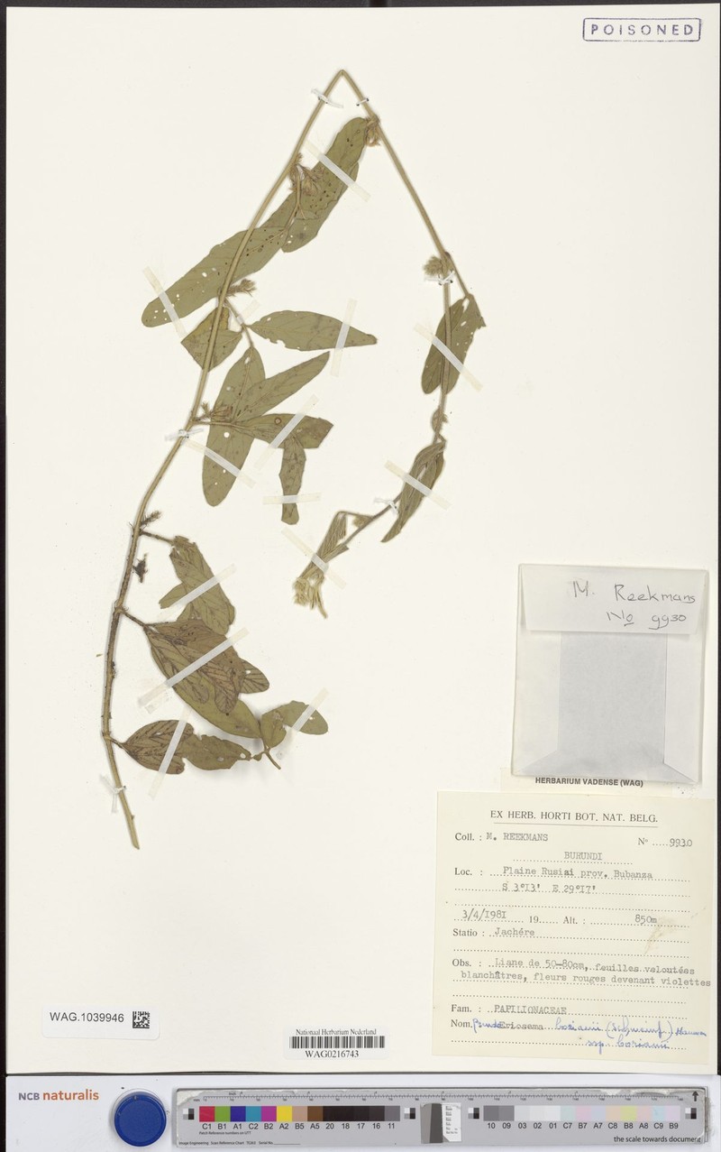 Pseudoeriosema borianii subsp. borianii photo 3