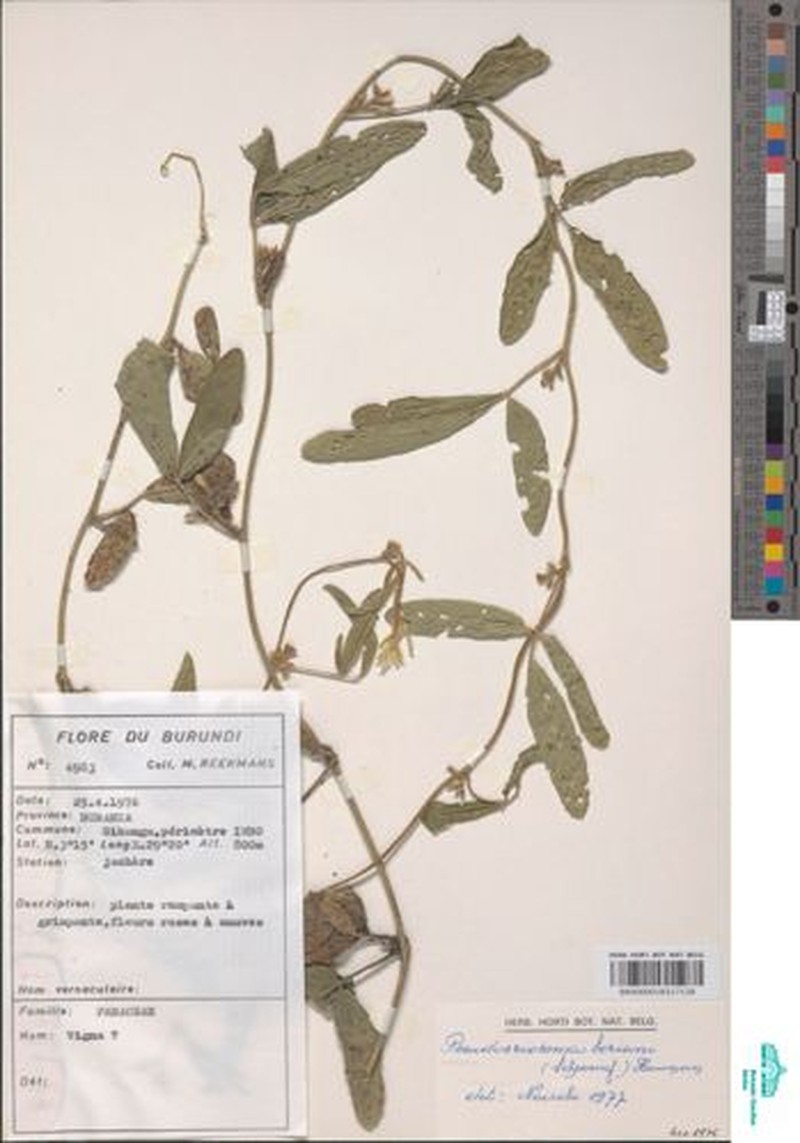 Pseudoeriosema borianii subsp. borianii photo 4
