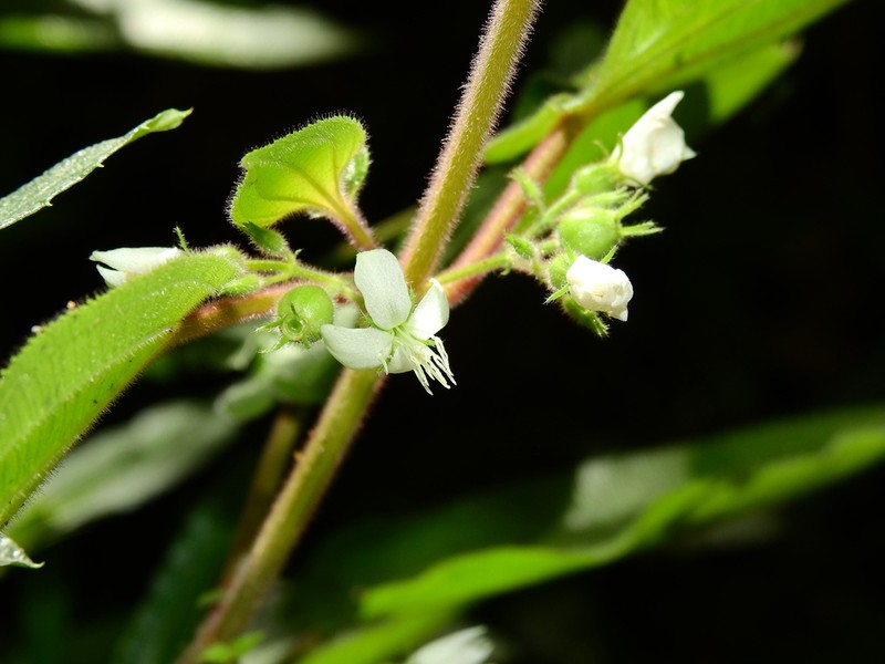 Pseudoernestia glandulosa