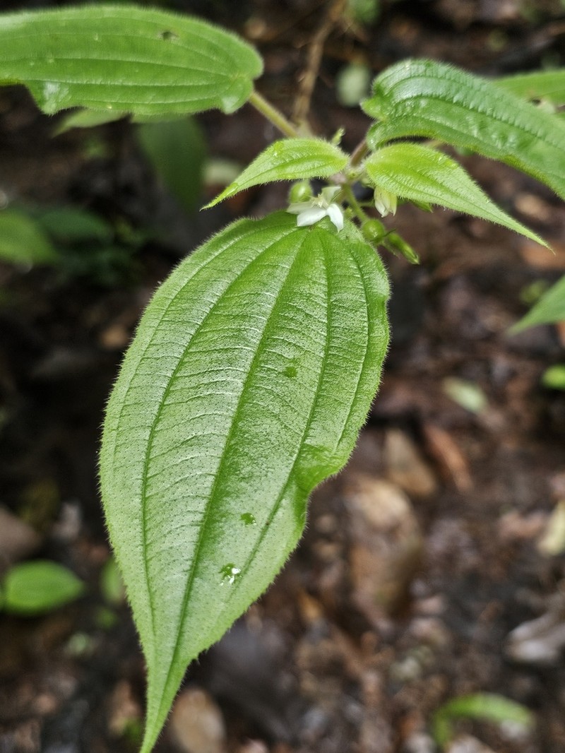Pseudoernestia glandulosa photo 2