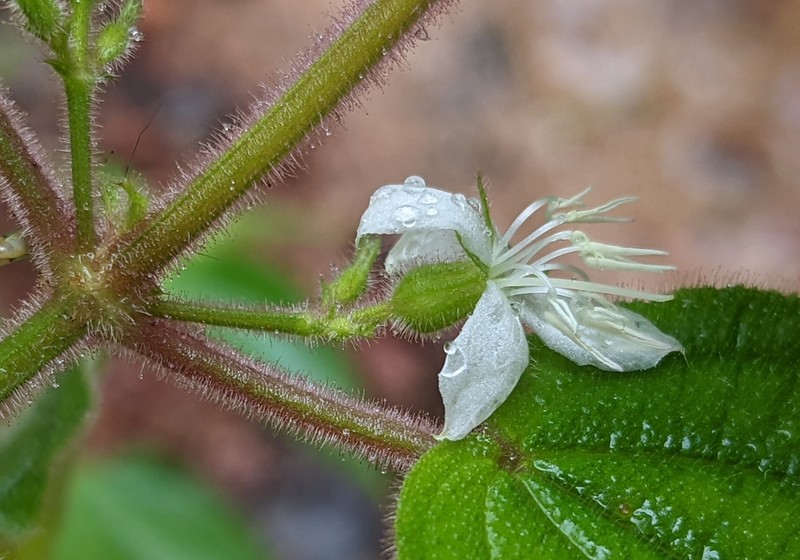 Pseudoernestia glandulosa photo 3