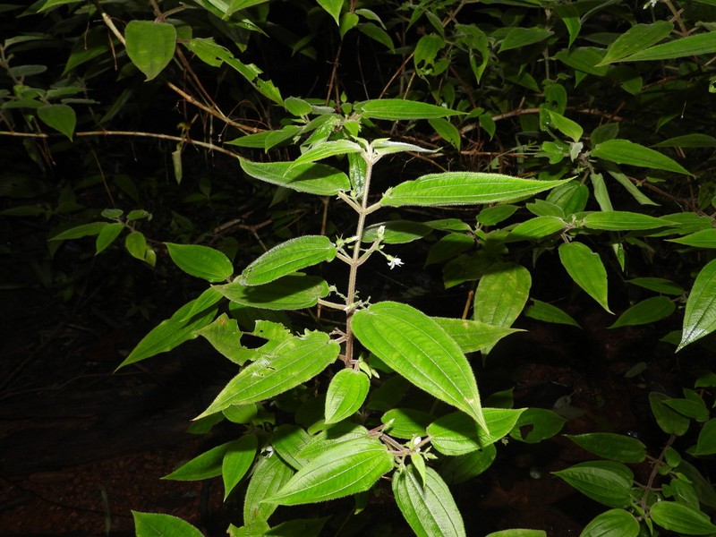 Pseudoernestia glandulosa photo 4