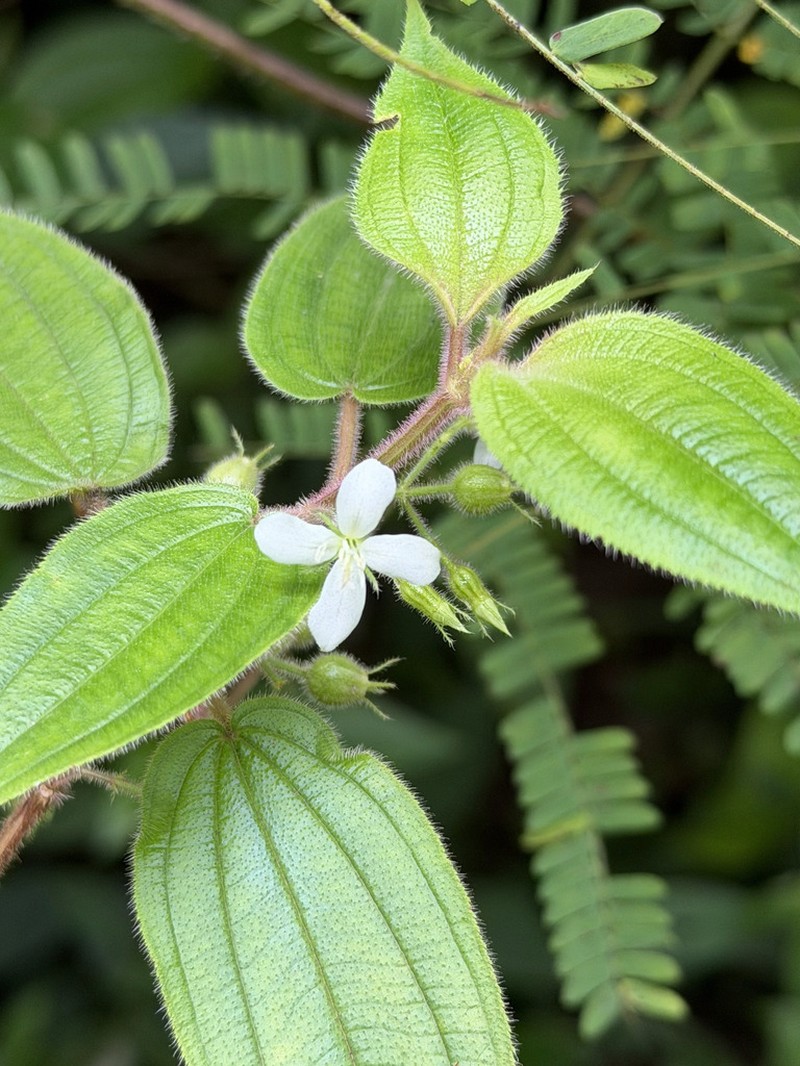 Pseudoernestia glandulosa photo 5