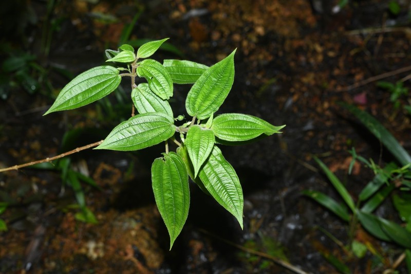 Pseudoernestia glandulosa photo 6