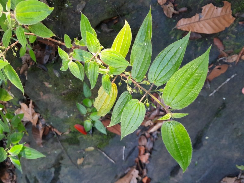 Pseudoernestia glandulosa photo 7