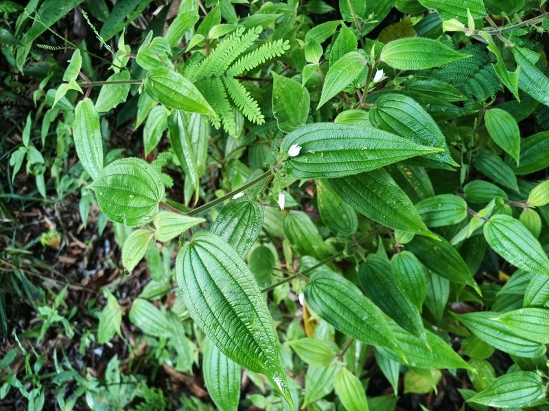 Pseudoernestia glandulosa photo 8