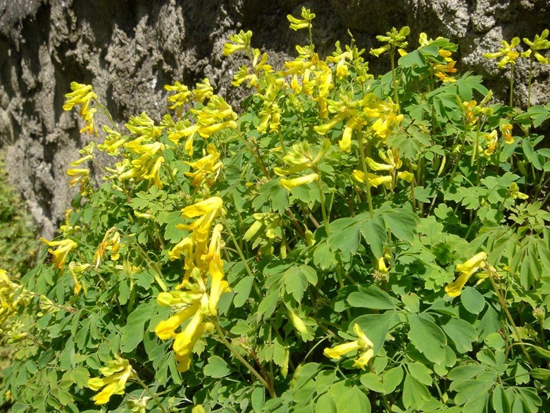 Rock Fumewort photo 5