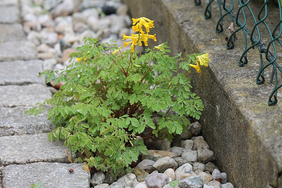 Rock Fumewort photo 6