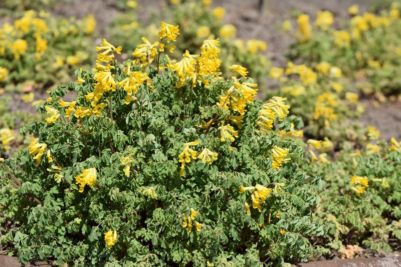 Rock Fumewort photo 2