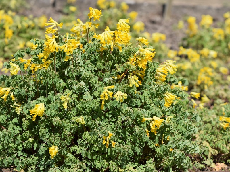 Rock Fumewort photo 3